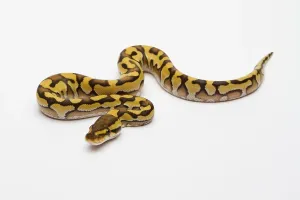 Framed Print : Tiger Phantom Yellow Belly Ball Python Print