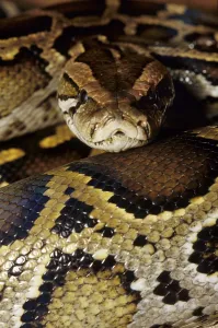 Constrictor Snake Species Prints: Tiger python (Python molurus)