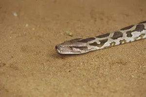 Constrictor Snake Prints: Tiger python (Python molurus)
