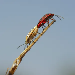 Insect Mating Behavior Prints: Two tiny bug mate on a blade of grass