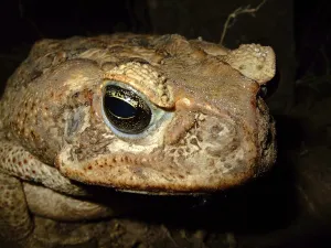 Batrachian Wildlife Prints: Toad