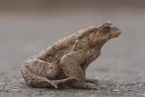 True Toad Behavior Prints: Toad (Bufo bufo)