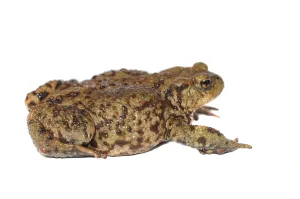 Common Toad Images Prints: Toad (Bufo bufo complex)