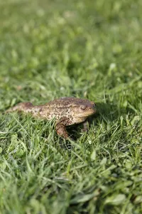 European True Toad Prints: Toad (Bufo bufo complex) on the grass