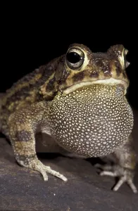 True Toads Habitat Prints: Toad (Bufo regularis)