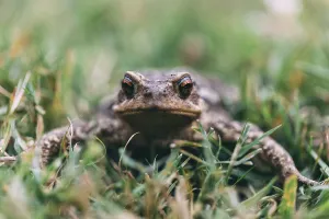 Wildlife Natural Environment Prints: Toad in a meadow