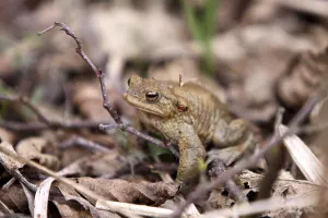 Toad Migration Prints: Toad migration