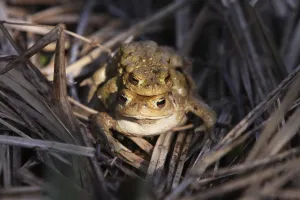 Toad Migration Prints: Toad migration