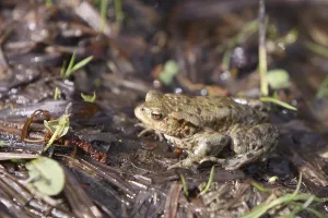 European Toad Habitat Prints: Toad migration