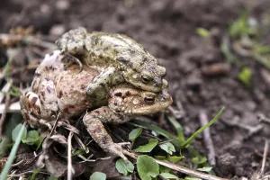 Toad Migration Prints: Toad migration