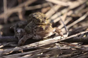Toad Migration Prints: Toad migration