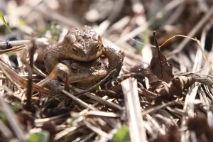 Batrachian Reproduction Prints: Toad migration