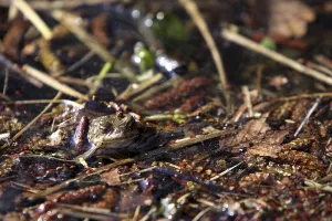 European Toad Habitat Prints: Toad migration