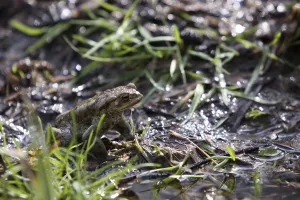 Toad Migration Prints: Toad migration