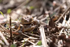 European Toad Habitat Prints: Toad migration