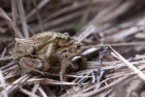 Toad Migration Prints: Toad migration