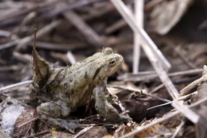 Batrachian Reproduction Prints: Toad migration