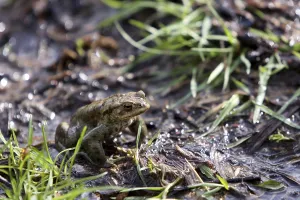 Toad Migration Prints: Toad migration
