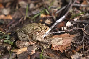 Toad Migration Prints: Toad migration