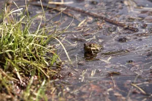 Toad Migration Prints: Toad migration