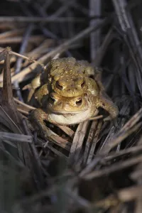 Toad Migration Prints: Toad migration