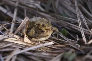 Toad Migration Prints: Toad migration