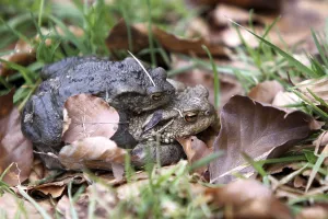 Toad Migration Prints: Toad migration