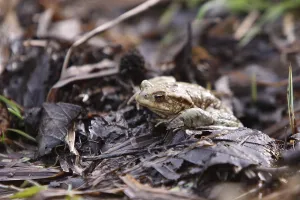 True Toad Behavior Prints: Toad migration