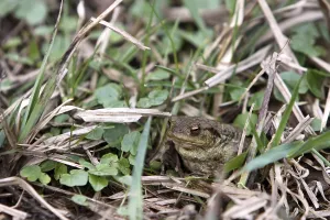 Toad Migration Prints: Toad migration