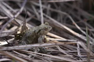 European Toad Habitat Prints: Toad migration