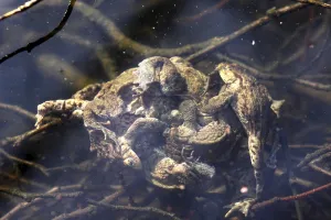 Courtship Display In Nature Prints: Toad migration