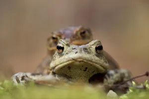 Empty Woods Landscape Photo Prints: Toad migration (Bufo bufo)