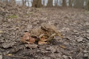 Amphibian Courtship Display Prints: Toad migration (Bufo bufo)