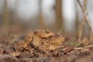 Wild Animal Behavior Photography Prints: Toad migration (Bufo bufo)