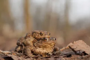 Batrachian Wildlife Photography Prints: Toad migration (Bufo bufo)