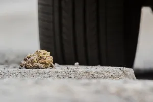 Toad Migration Prints: Toad migration (Bufo bufo)