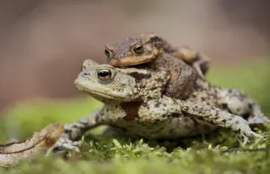Toad Migration Prints: Toad migration (Bufo bufo)