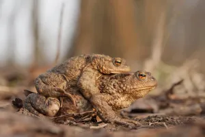 Toad Migration Prints: Toad migration (Bufo bufo)