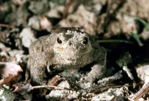 Toad migration, Common Toad (Bufo bufo)