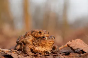 Wildlife Photography Of Toads Prints: Toad migration, common toads
