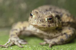 Wild Animal Macro Shots Prints: Toad shot in the macro range