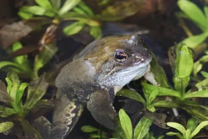 Holarctic True Frogs Images Prints: Toad in a small tarn