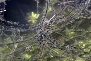 Batrachian Mating Season Prints: Toad spawn