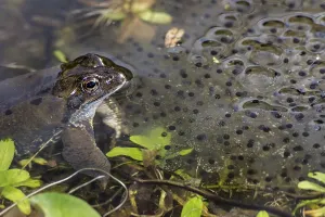 Amphibian Reproduction Prints: Toad and its spawn in the water
