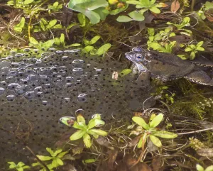 Amphibian Reproduction Prints: Toad and its spawn in the water