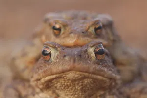 Batrachian Mating Season Prints: Toads (Bufo bufo)