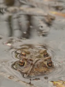 Nature Photography Landscape Prints: Toads spawning (Bufo bufo)