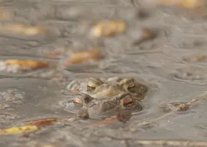 European Toad Habitat Prints: Toads spawning (Bufo bufo)