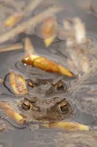 European Toad Mating Season Prints: Toads spawning (Bufo bufo)