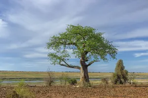 Succulent Plant Africa Prints: Tree